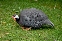 Helmeted guinea fowl