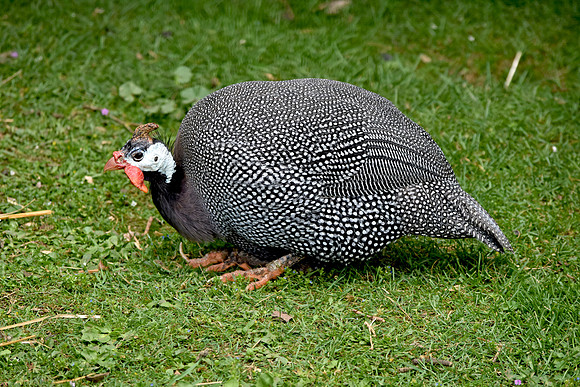 Helmeted guinea fowl