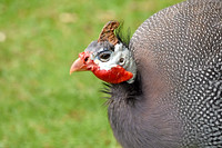 Helmeted guinea fowl
