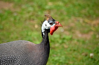 Helmeted guinea fowl