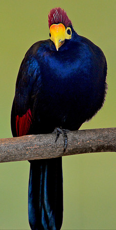Lady Ross's turaco