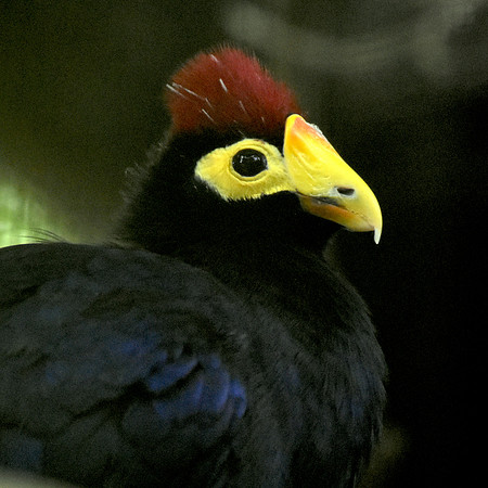Lady Ross's turaco