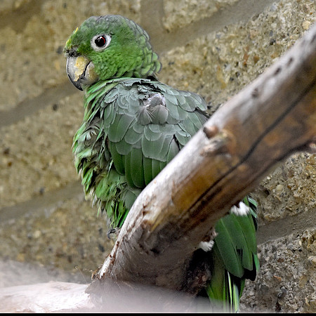Mealy parrot