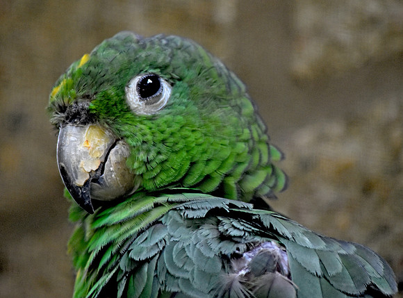 Mealy parrot