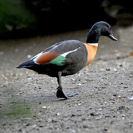 Australian shelduck, male
