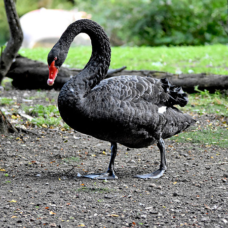 Black swan