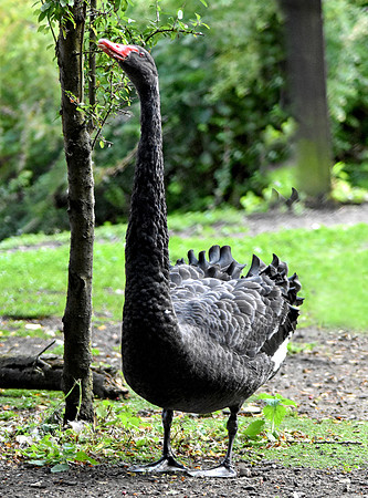 Black swan