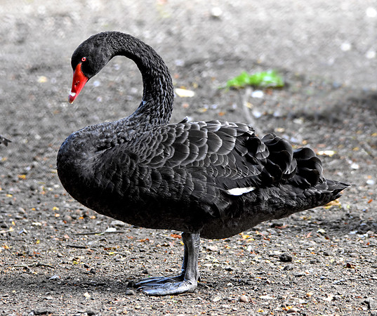 Black swan