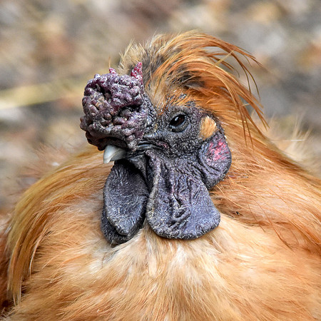 Silkie chicken, rooster