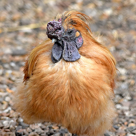 Silkie chicken, rooster