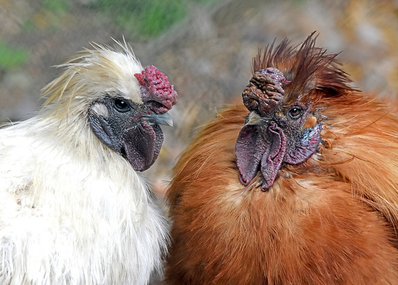 Silkie chicken, rooster