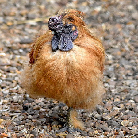 Silkie chicken, rooster