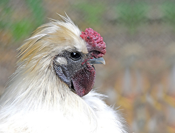 Silkie chicken, rooster