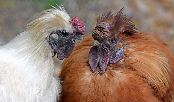 Silkie chicken, rooster