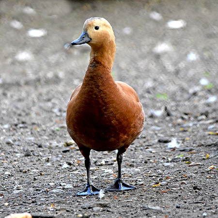 Ruddy shelduck, male