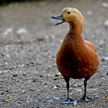 Ruddy shelduck, male