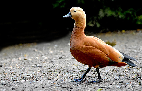 Brahminy duck