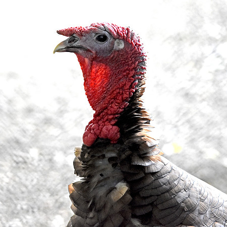 Bourbon red turkey