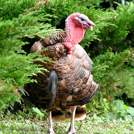 Bourbon red turkey