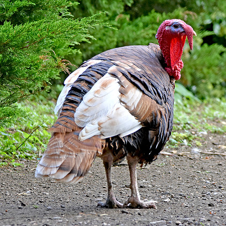 Bourbon red turkey