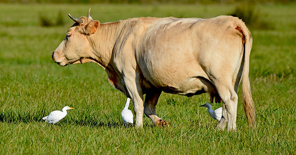 Cattle egret