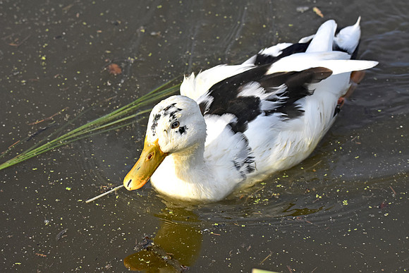Ancona duck