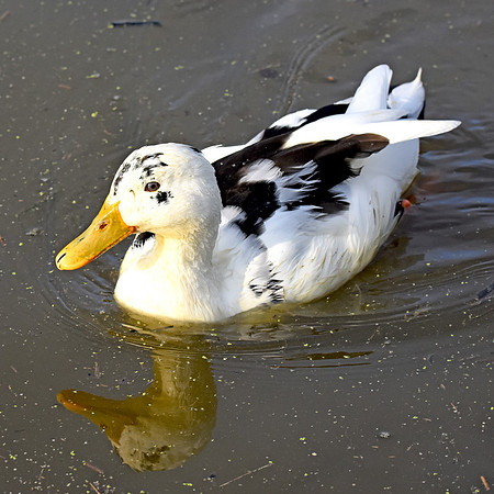 Ancona duck