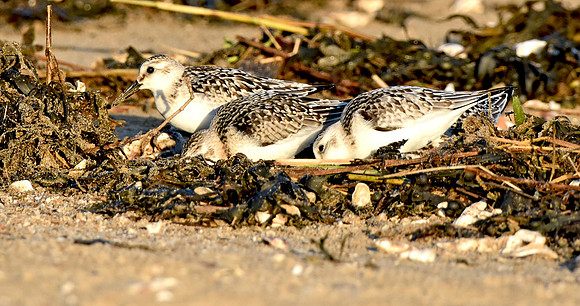 Grey plover