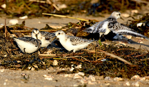 Grey plover