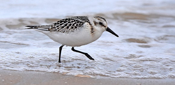 Sanderling