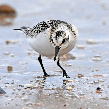Sanderling