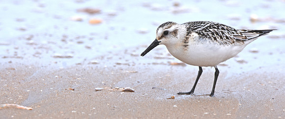 Sanderling