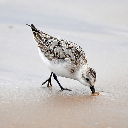 Sanderling