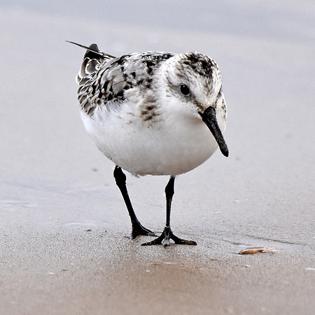 Sanderling
