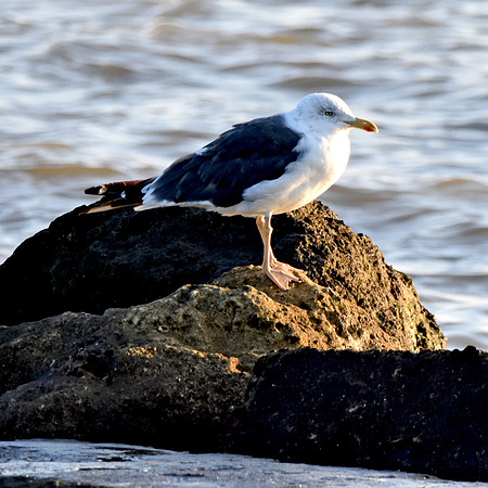 Great black backed gull