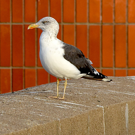 Lesser black backed gull