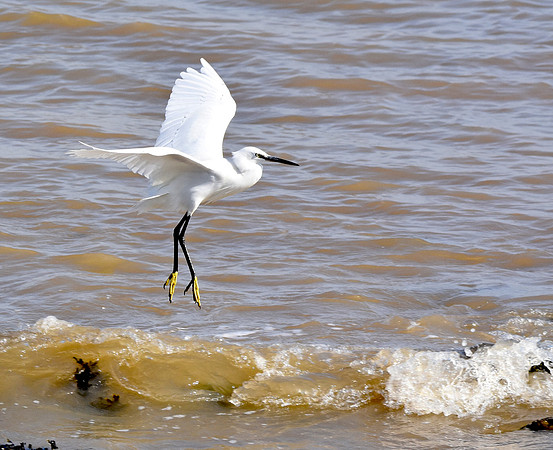 Little egret