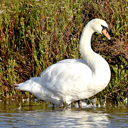 Mute swan