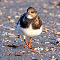 Ruddy Turnstone