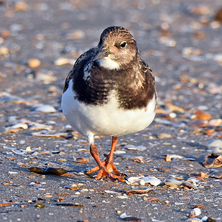 Ruddy Turnstone