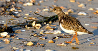 Ruddy Turnstone