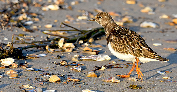 Ruddy Turnstone