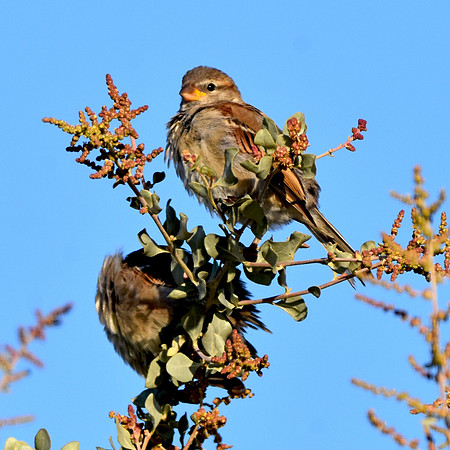 Twite
