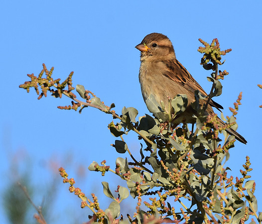 Twite