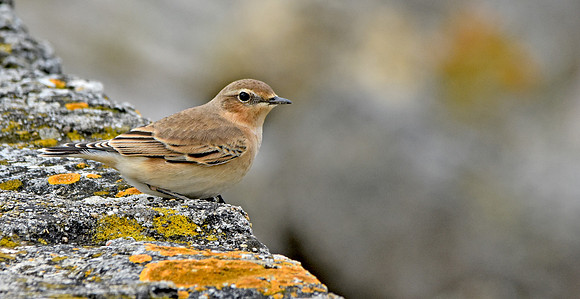 Wheatear