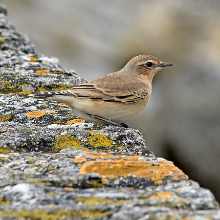 Wheatear