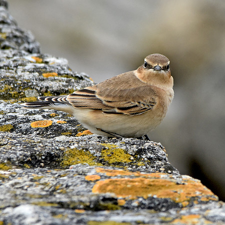 Wheatear
