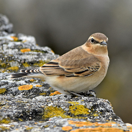 Wheatear