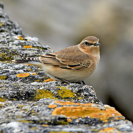 Wheatear