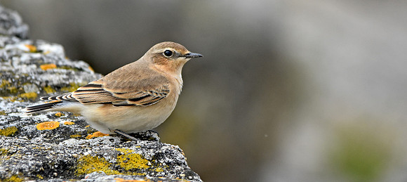 Wheatear